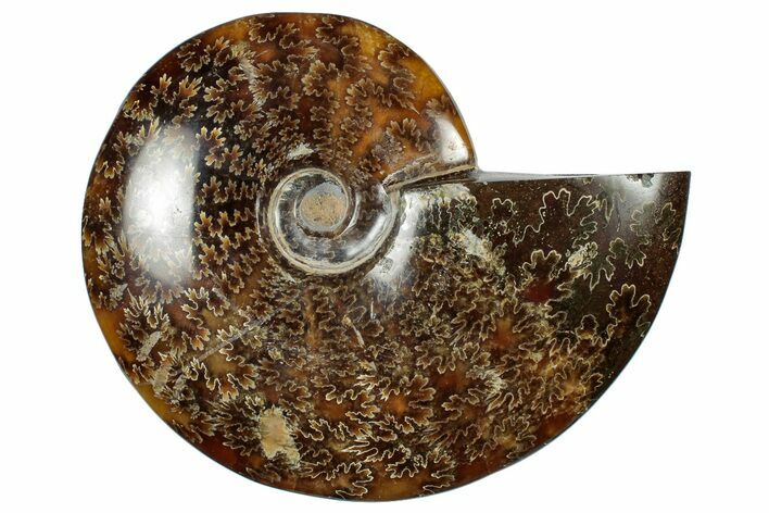 Polished Cretaceous Ammonite (Cleoniceras) Fossil - Madagascar #305952